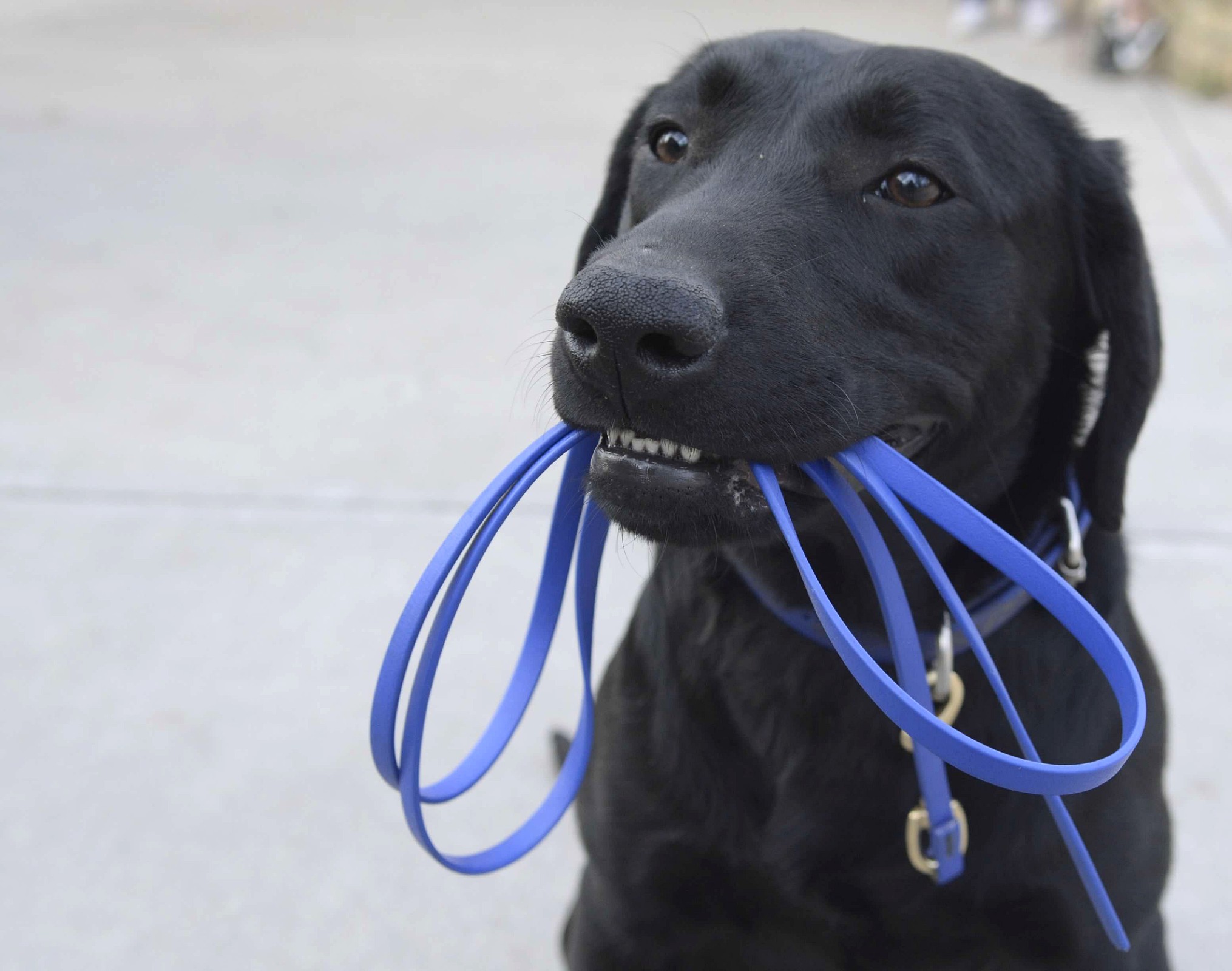 Dog wants to go for a walk