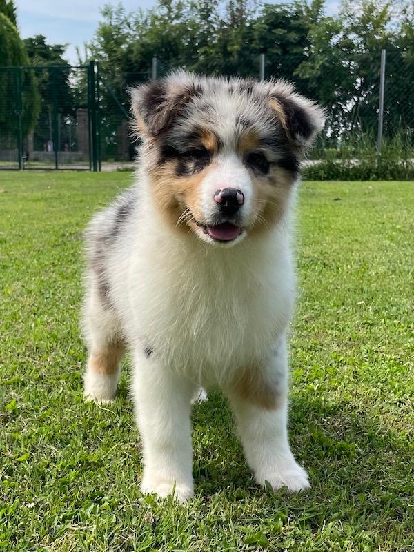 Images Rieshof Dogresort