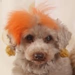 Images たまとポチ 宇津木店