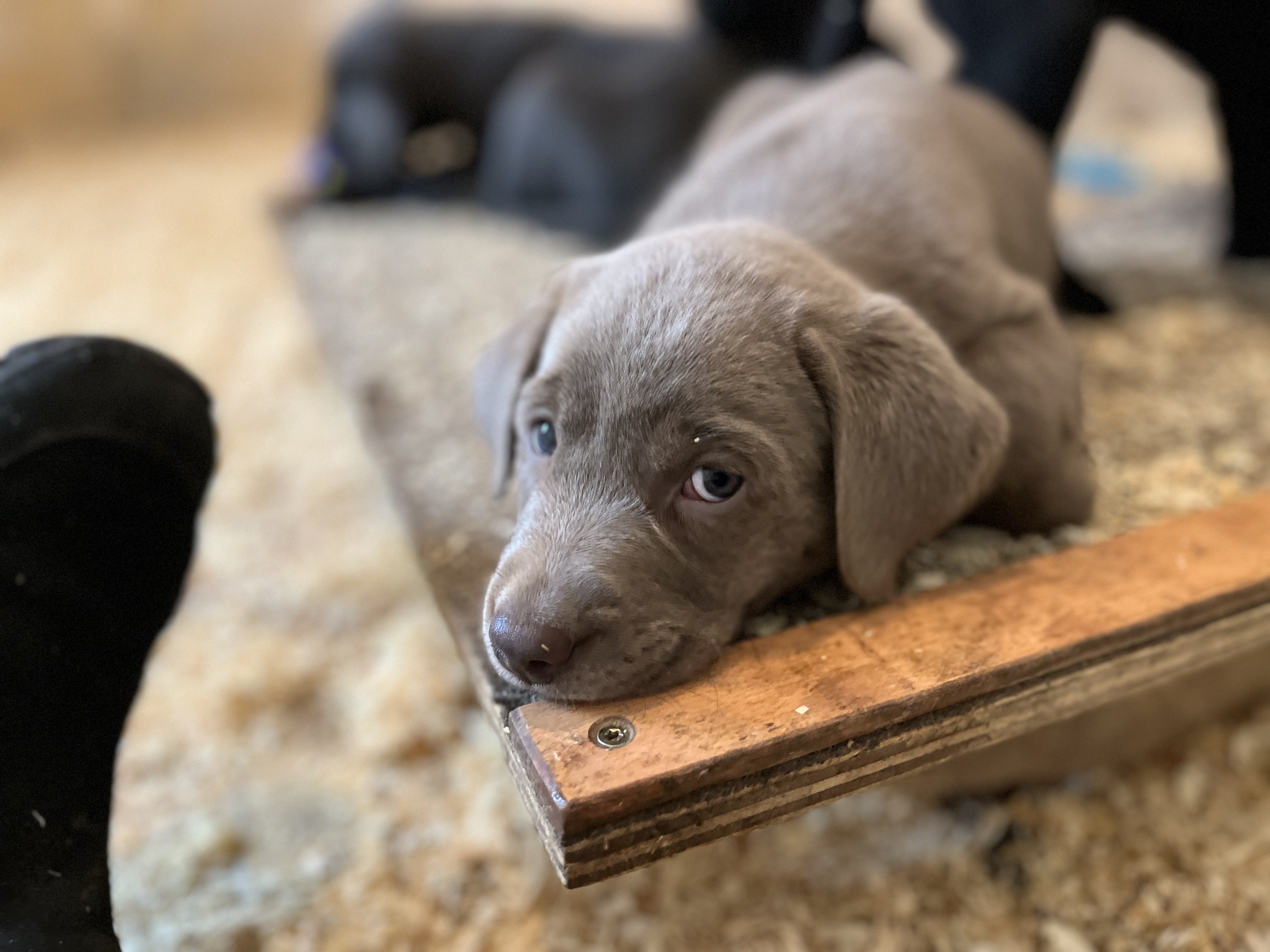 Labbies of Love- prignitz, Berliner Straße 2a in Gumtow