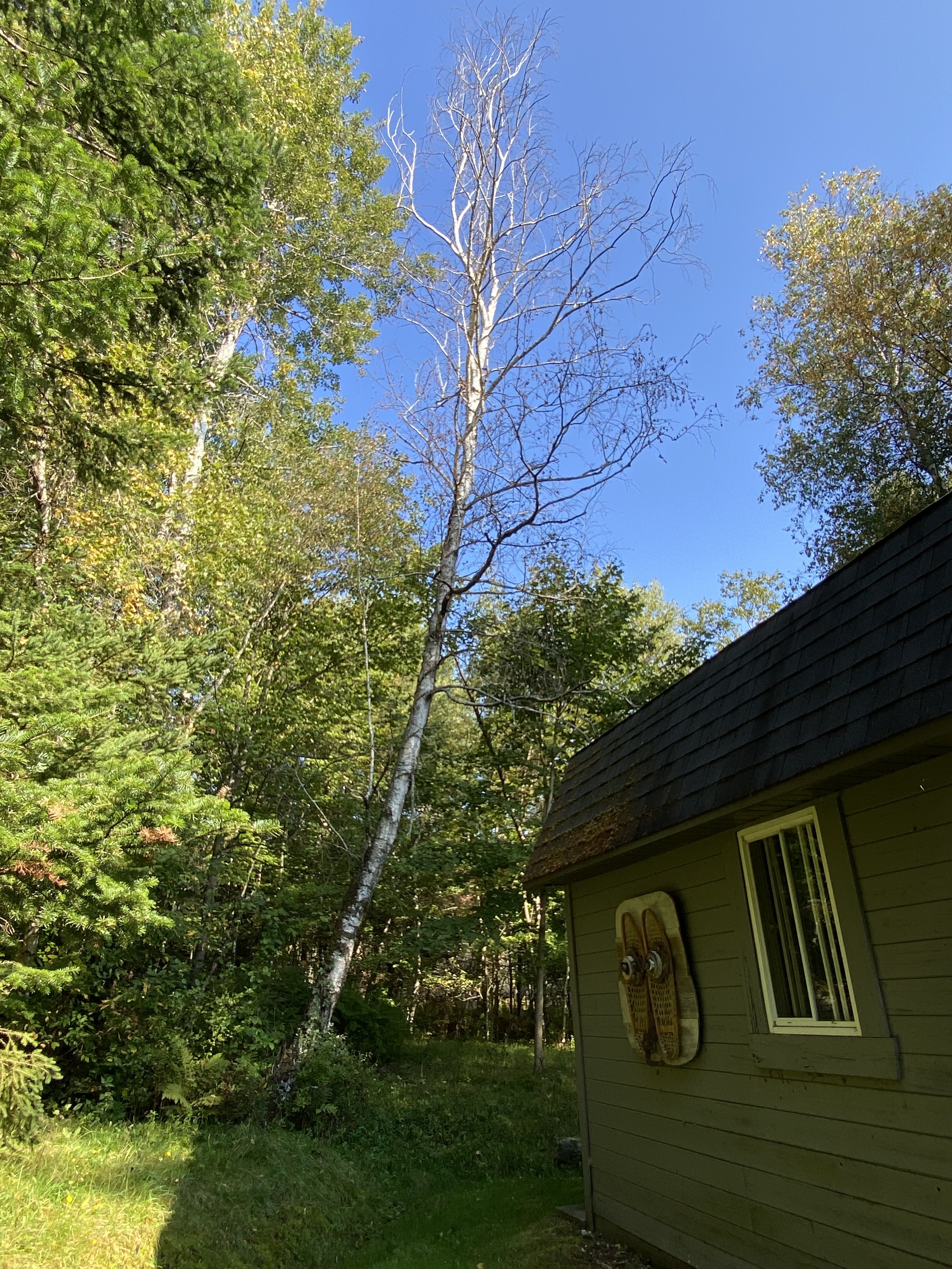 Images Altitude Abattage - Services d'arbres, Élagage, Émondage Eastman
