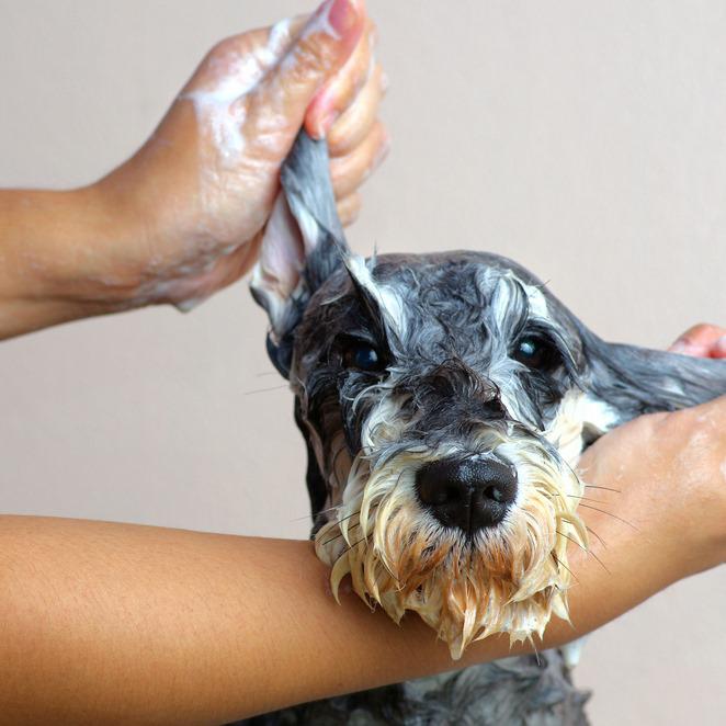 Daily brushing and regular washing of pets helps to remove outdoor allergens and dander from collecting around your home. Keep you and your pet healthy with good grooming habits.