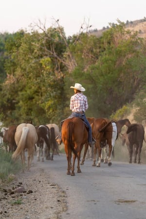 Images Sylvan Dale Guest Ranch & Wedding Venue