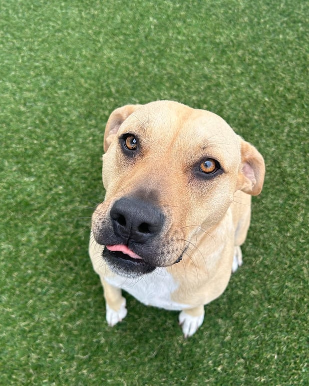 Images Our Dog House in Argyle LLC