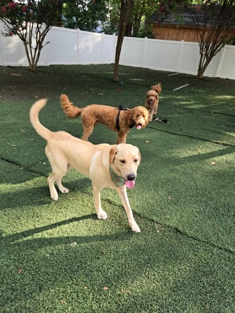 Images Wag Watchers DayCare & Spa