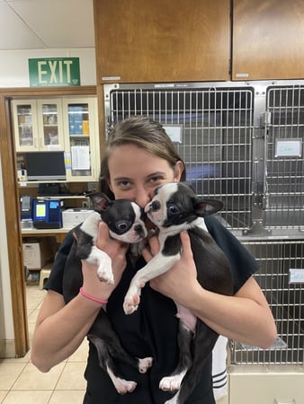 Images VCA Baring Boulevard Animal Hospital