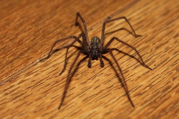 Images Stokes Mosquito and Pest Services