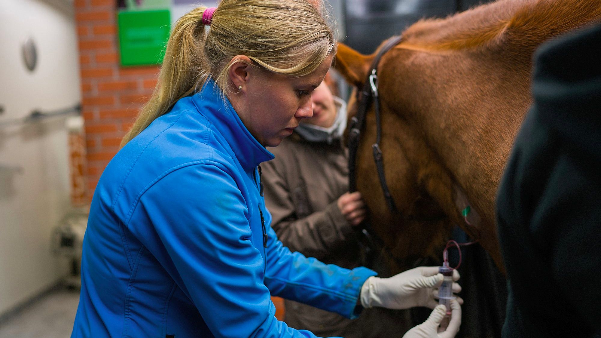 Images Hevosklinikka Anivet