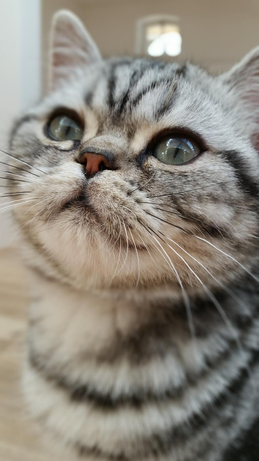 Fachtierärzte f. Kleintiere in Reithofen - Dr. Astner und Dr. Neumaier, Erdinger Straße 3 in Pastetten