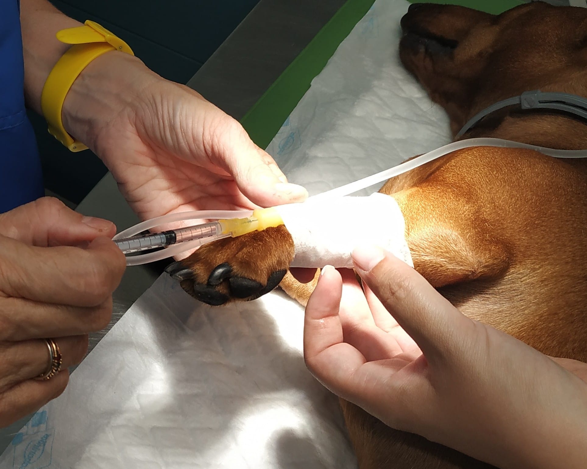 Images Clinica Veterinaria General Margallo