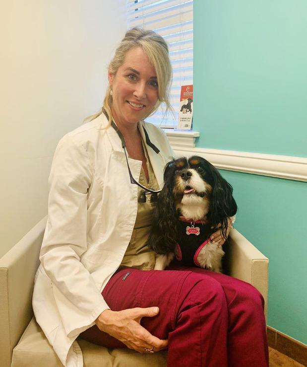 Images Florida Veterinary Referral Center – Emergency and Specialty Care