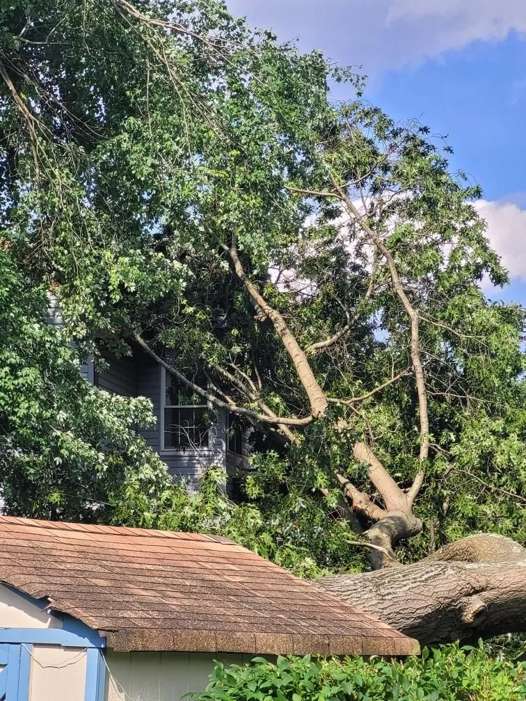 Paul's Tree Service Image