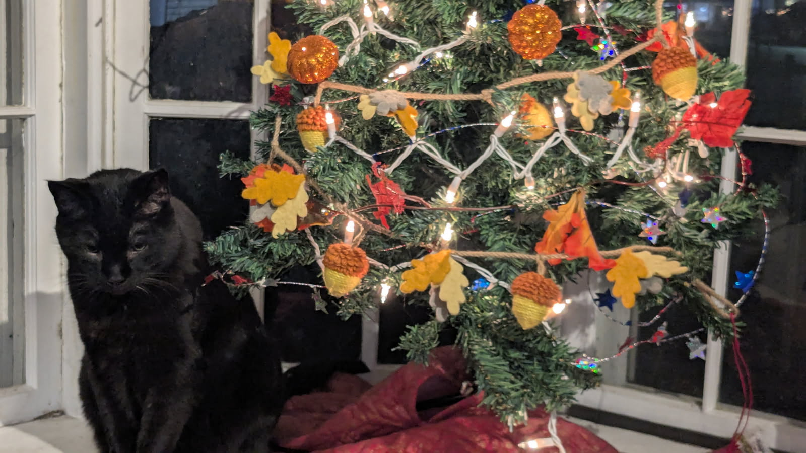 Our furry friends bring comfort and joy to our lives. Plan ahead for what matters most and include their health and well-being. Pet insurance can help you be ready for whatever comes their way