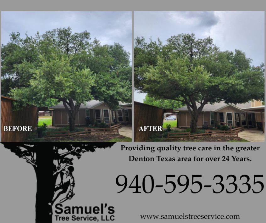 Before And After Tree Trimming