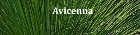 Images Avicenna Acupuncture & Lymphedema Clinic