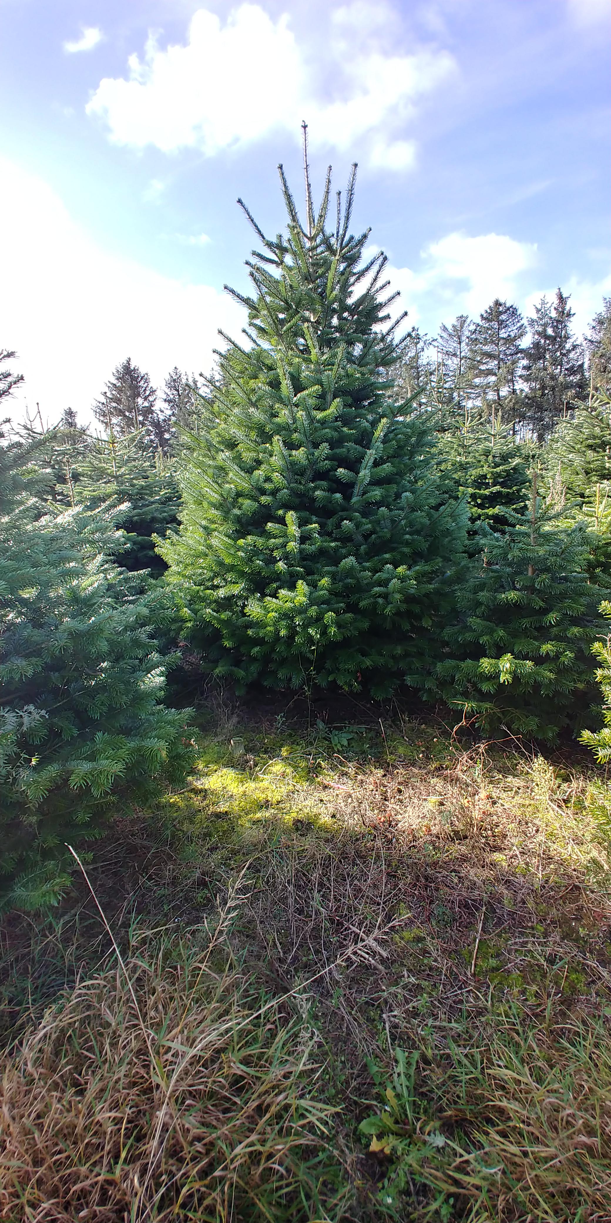Images SH Christmas Trees