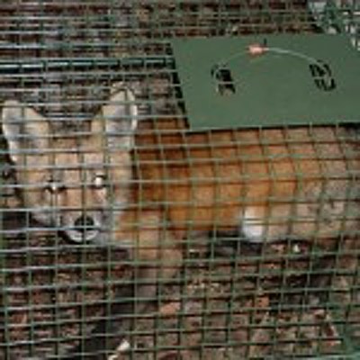 A.B.S. Wildlife Control