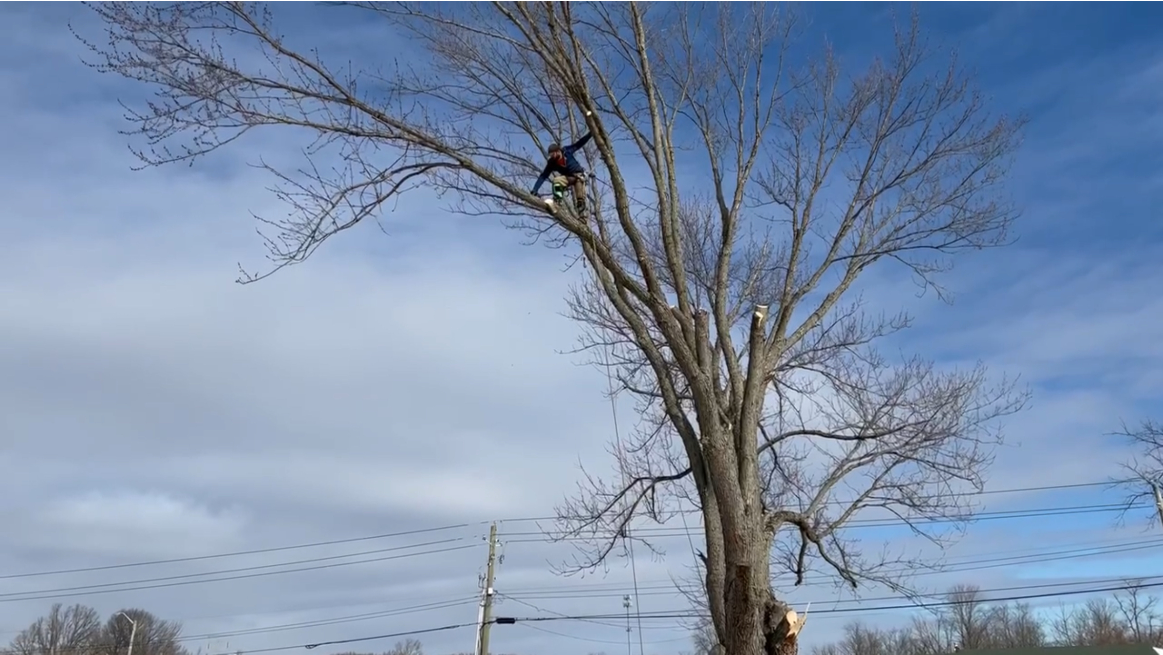 A person is climbing a large tree with bare branches, likely for trimming or removal, against a backdrop of a bright blue sky with scattered clouds and power lines visible in the distance.