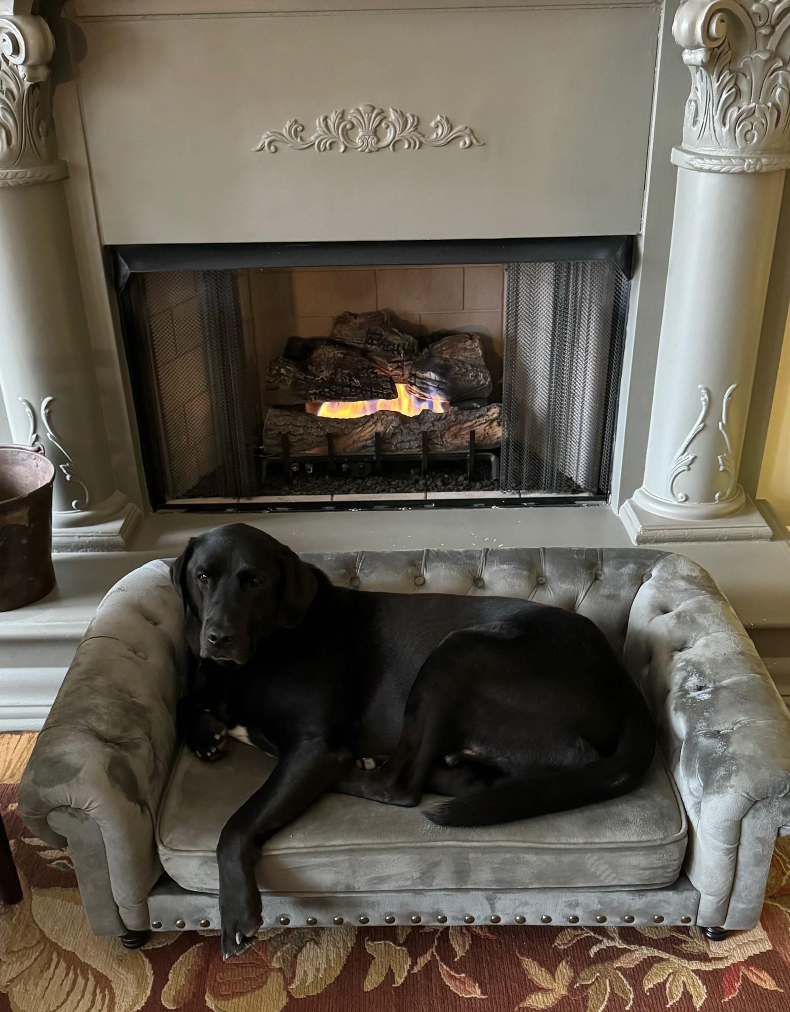 Bailey knows how to stay warm when it's cold outside! With freezing temps headed our way, now is the time to prepare to protect your pets and home. ❄️