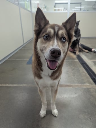 Images VCA Avondale Veterinary Hospital