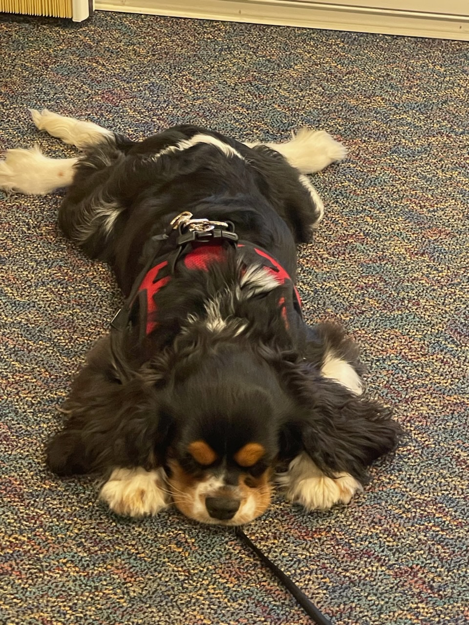At Community Living Options, meaningful connections support personal growth and well-being. This therapy dog provides comfort and companionship, helping create a welcoming environment where individuals can feel supported and engaged.