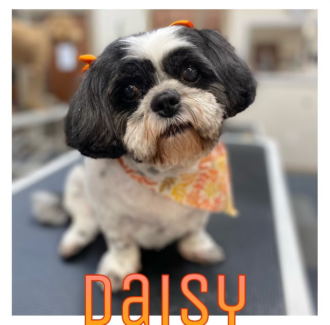 A shih tzu named Daisy sits on a grooming table, wearing an orange and yellow floral bandana and two orange bows in her fur. The dog's black and white fur is neatly groomed, and she looks directly at the camera with a slightly sad expression. The text "DAISY" is overlaid at the bottom of the image in a gradient of orange and yellow.