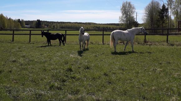 Images Riitin talli Oy