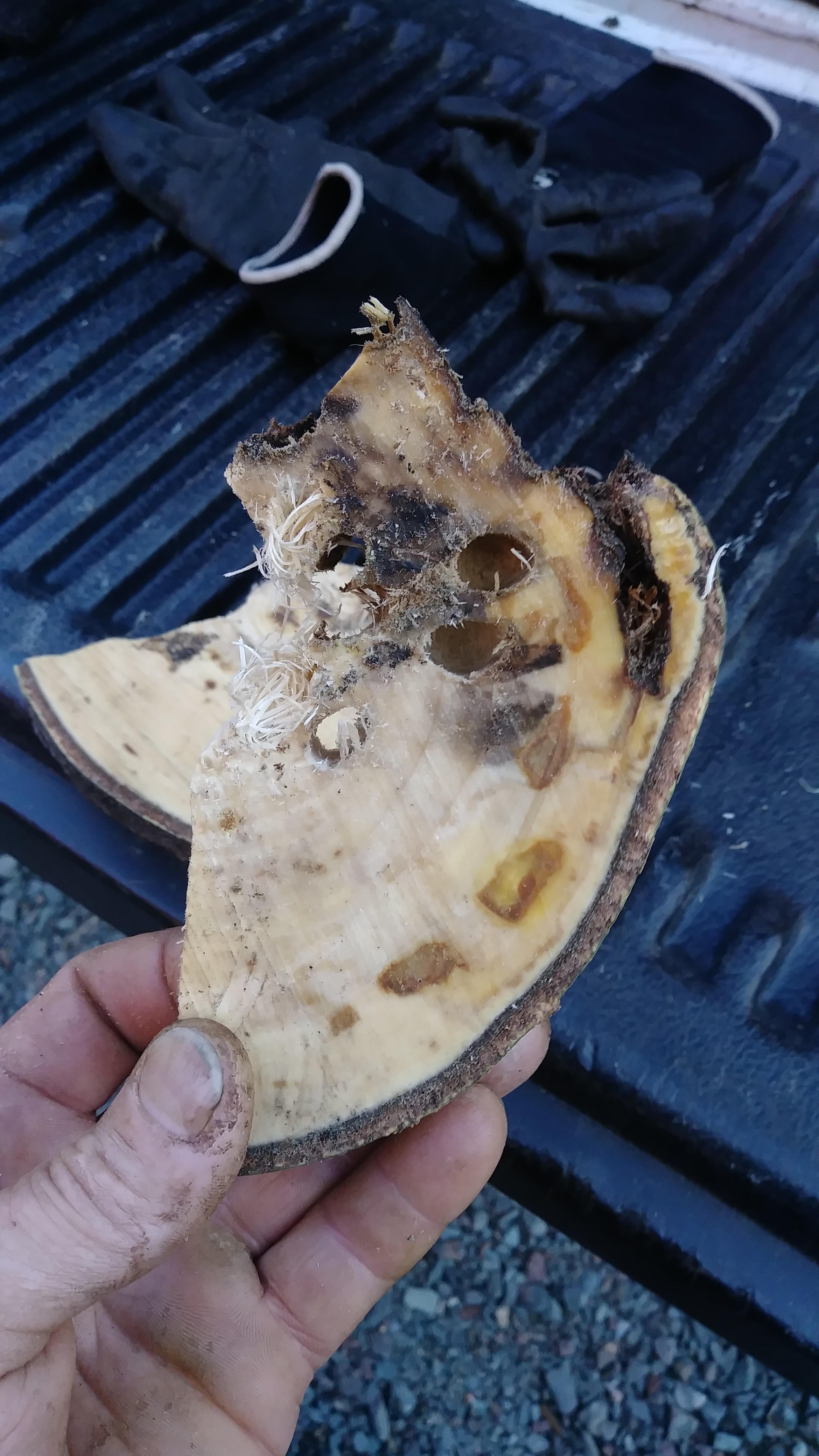 Images Canopée Service d'Arboriculture