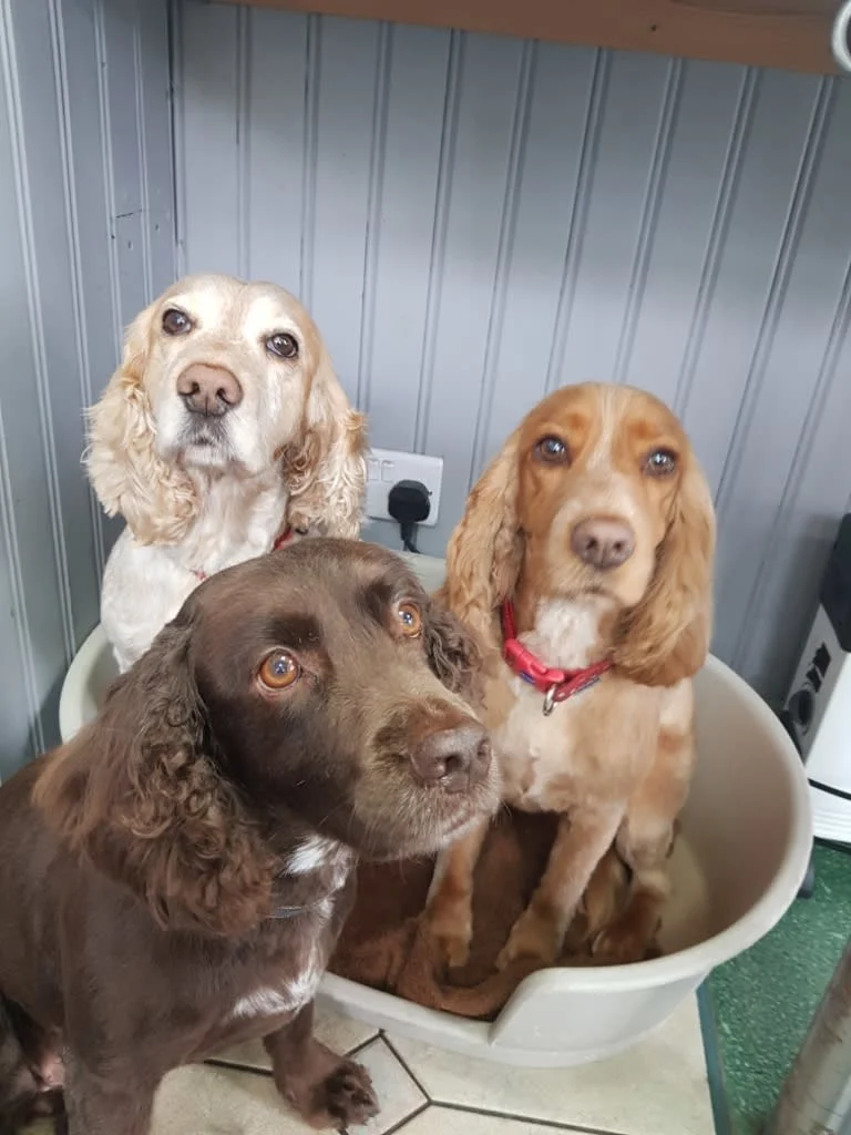 Images Karens Canine Cuts