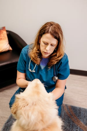 Images PetVet365 Pet Hospital Fishers Crossing