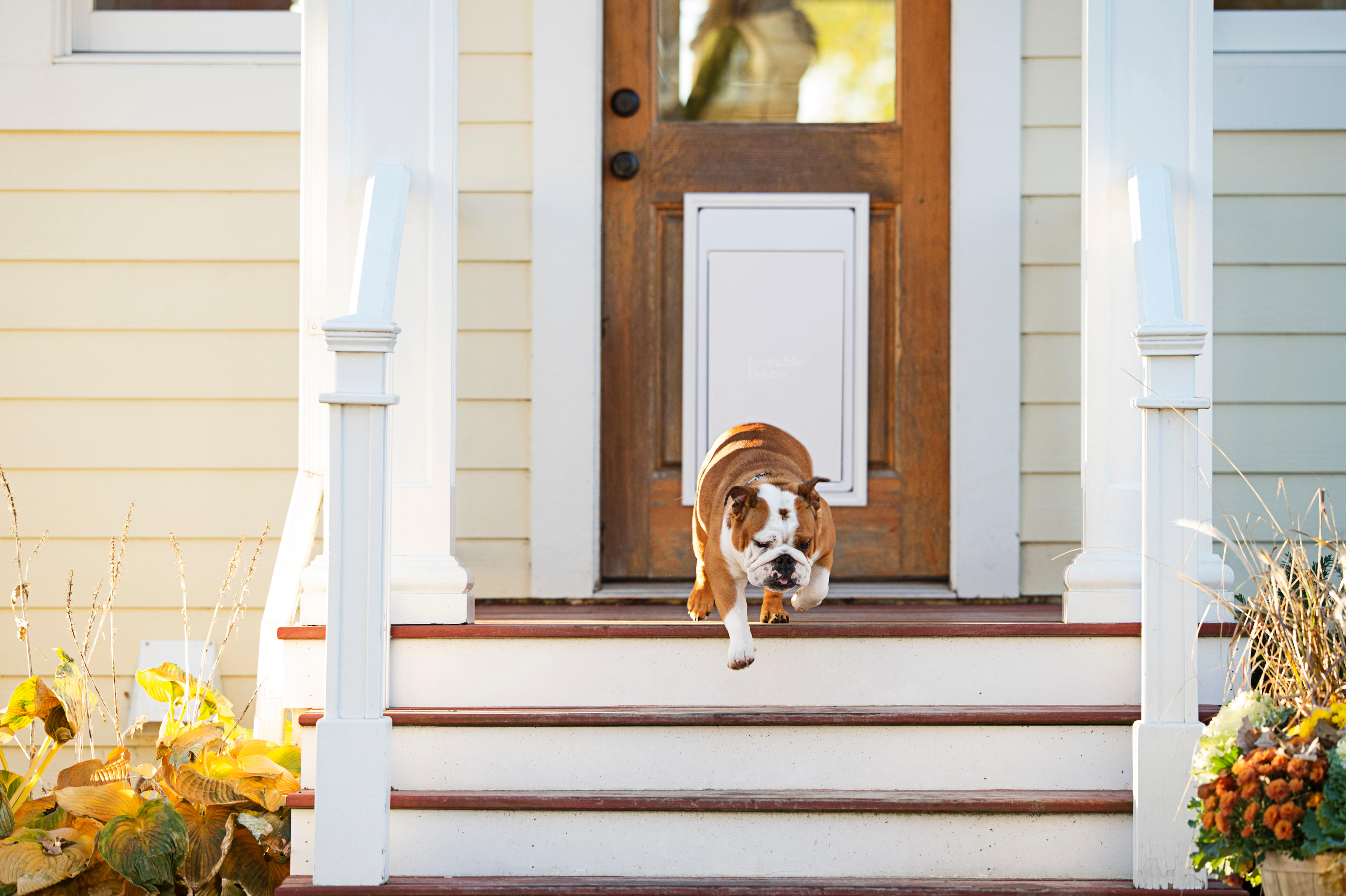 A dog using an electronic pet door to exit the home. Invisible Fence Brand of Tri-Cities Ontario Breslau (519)742-3070