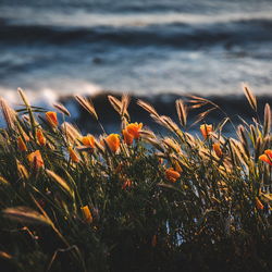 Bild 1 Dreier Bestattungen, ehemals Grube Bestattungen in Uplengen