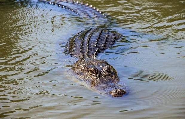 Images Cajun Encounters Tour Company