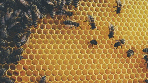GUBIS BIENENPRODUKTE - Honig und Bienenwachsprodukte, Ötlinger Straße 38 in Notzingen