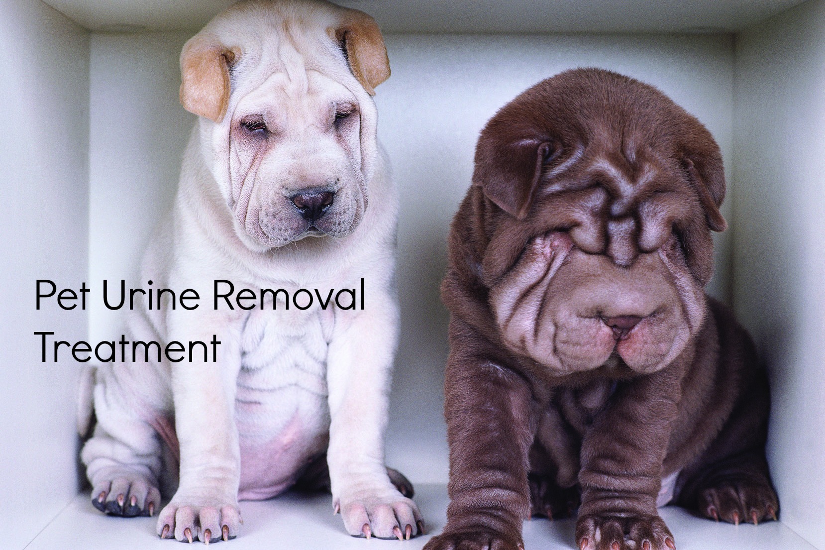 We offer Pet Urine Removal Treatment to take care of those smelly spots and stains! Zachary's Chem-Dry Jacksonville (904)620-7310