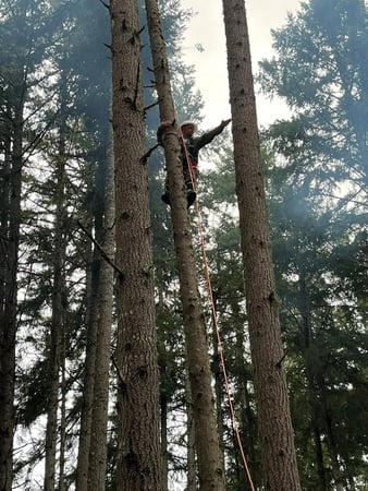 Images Mansfield Tree Services LLC