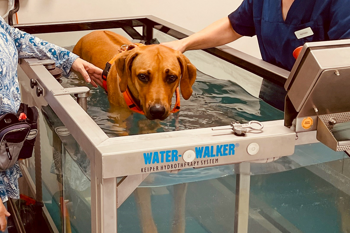 Bild 8 Tierarzt Nieder Schloß Holte-Stukenbrock, Tierärztliches Zentrum am Holter Wald, Kleintierpraxis Dr. Nieder in Schloß Holte-Stukenbrock