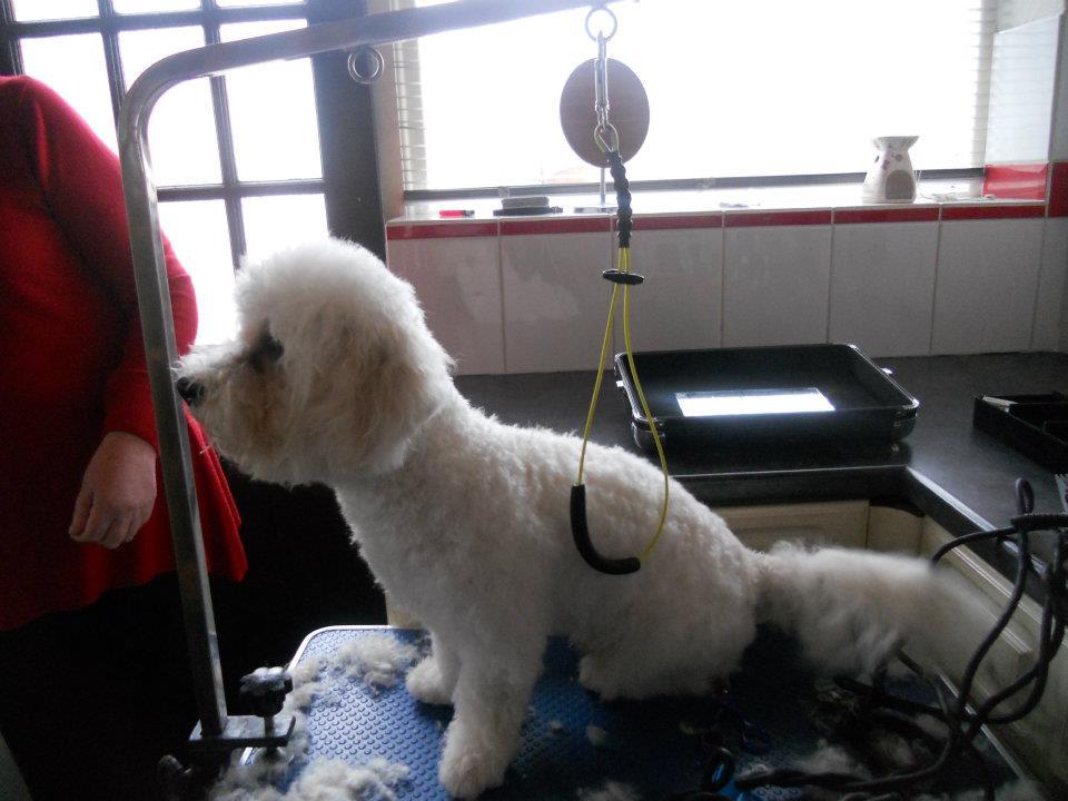 Images Paw-Fect Dog Grooming