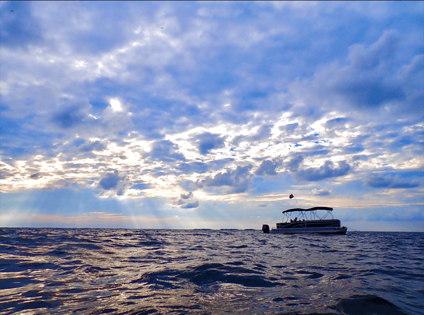 Images Suncoast Scalloping
