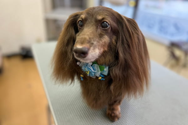 Images ペットショップ 犬の家