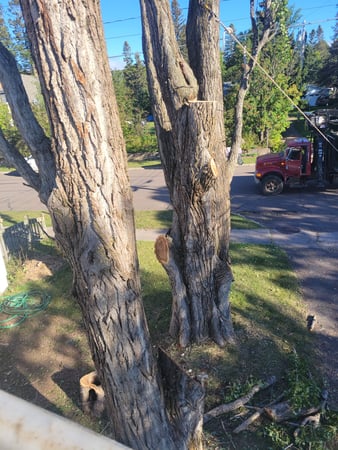 Images McMillan Tree Service