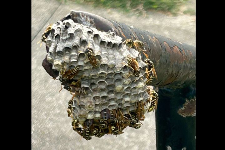 Images B&B Extermination