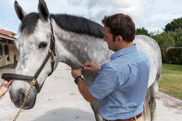 Images Palm Beach Equine Clinic