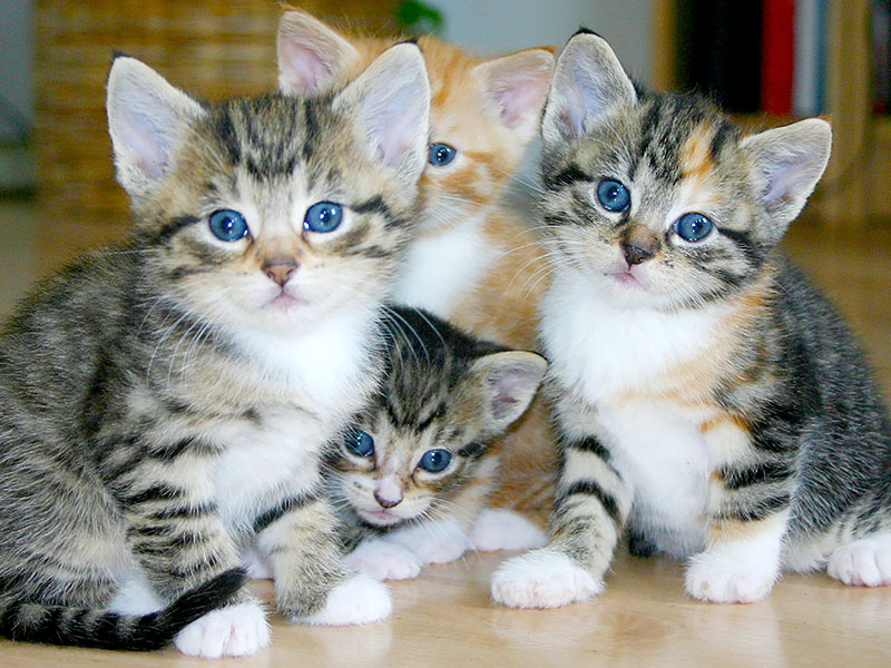 Dr. Elie Pet Rescue Image