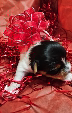 Images Bad, Beautiful & Bossy AKC Yorkies