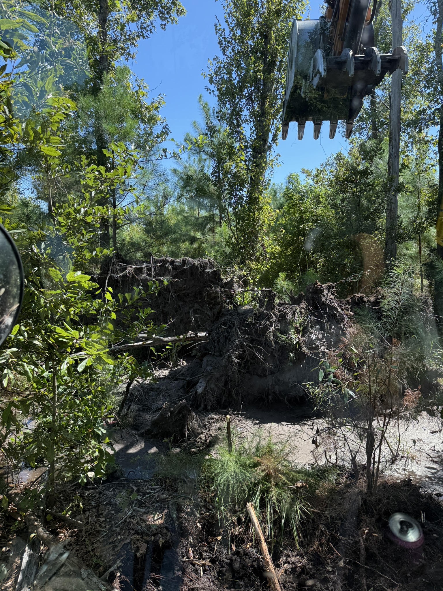 Photo of a wooded property with dense brush, trees, and natural debris before land clearing or forestry mulching work.
