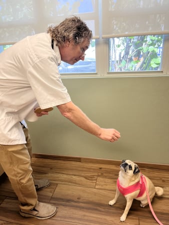 Images VCA Sanibel Animal Hospital