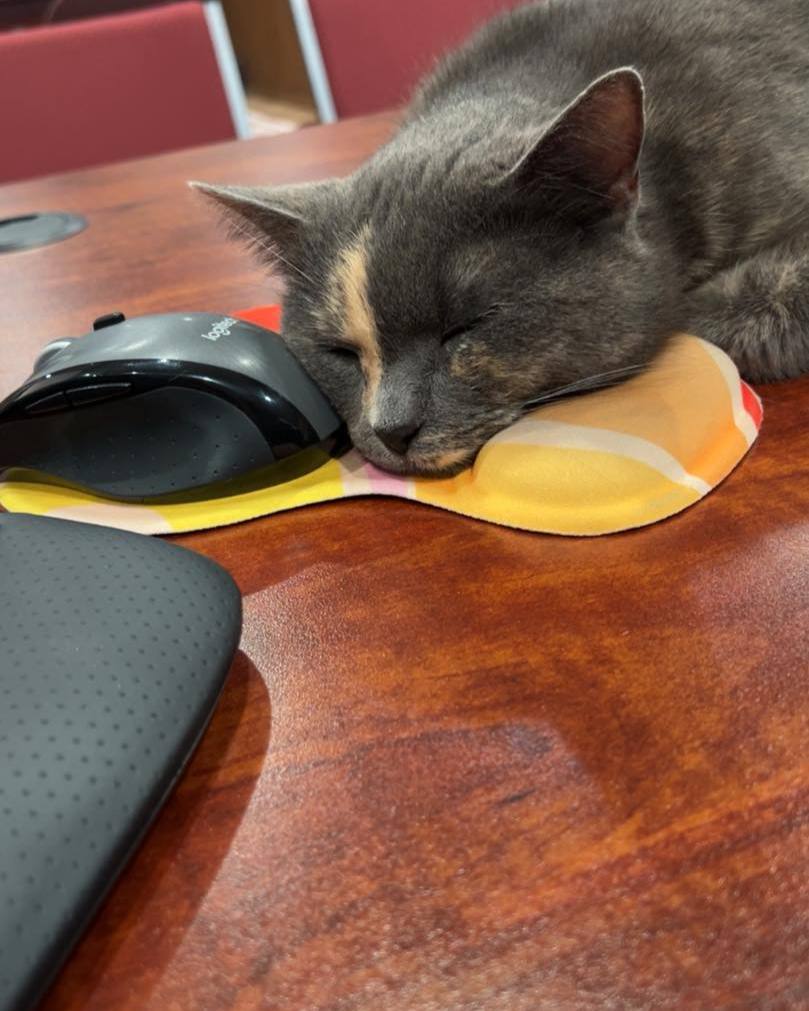 It is with heavy hearts that we share the passing of our beloved office cat, Patches. She was a cherished member of the Matthew Williams State Farm team, bringing comfort and joy to our office each day. We will deeply miss her gentle presence and the happiness she brought to our team and visitors. Thank you to everyone who loved and cared for Patches! Her passing is a reminder to appreciate the people and moments that matter most. Rest in peace, sweet Patches. She will always hold a special place in our hearts.