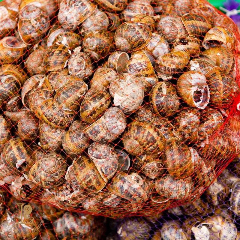 Images La Lumaca Bianca - Società Agricola - Allevamento Lumache