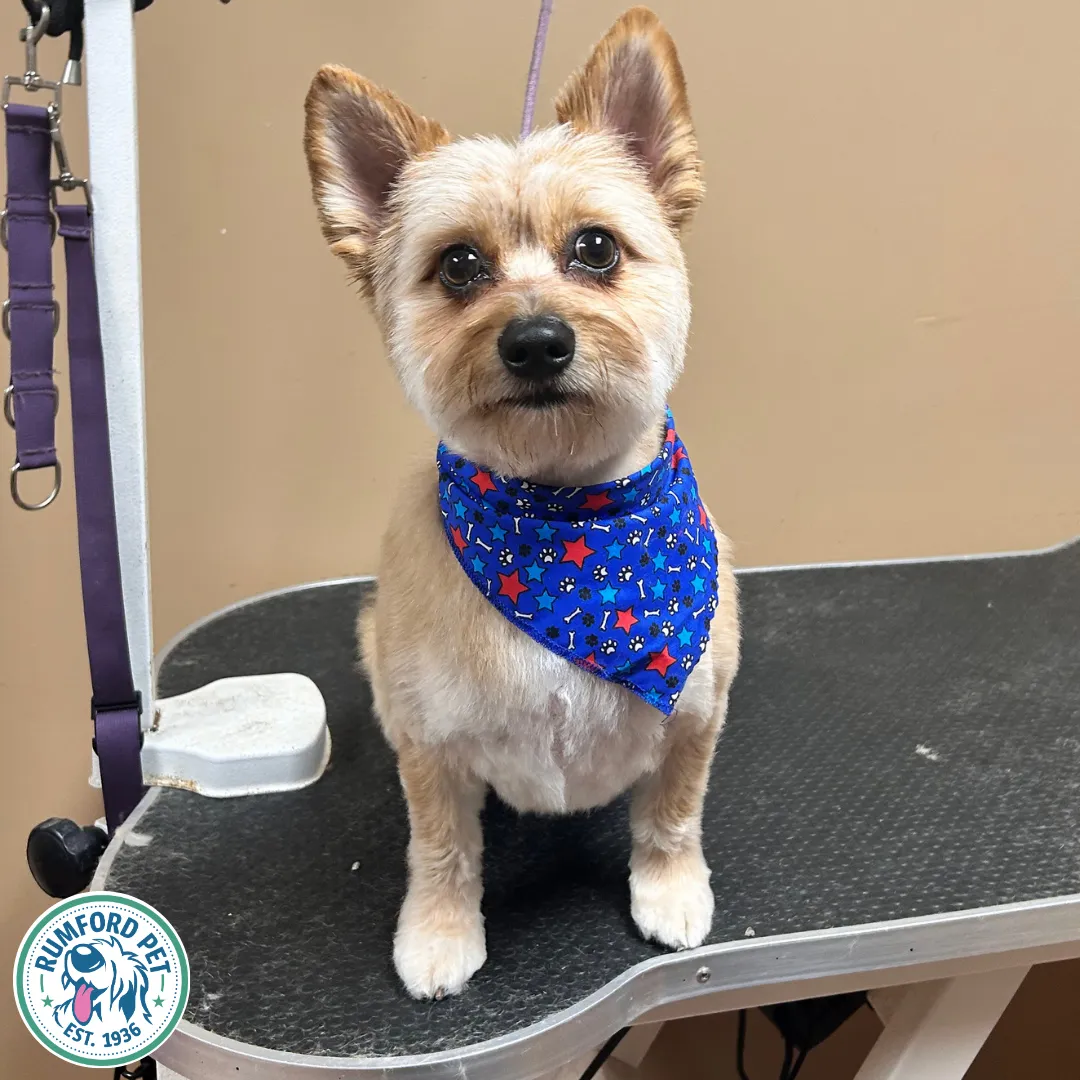 Image of Local Pet Event Bark to School! Nearby